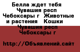 Белла ждет тебя - Чувашия респ., Чебоксары г. Животные и растения » Кошки   . Чувашия респ.,Чебоксары г.